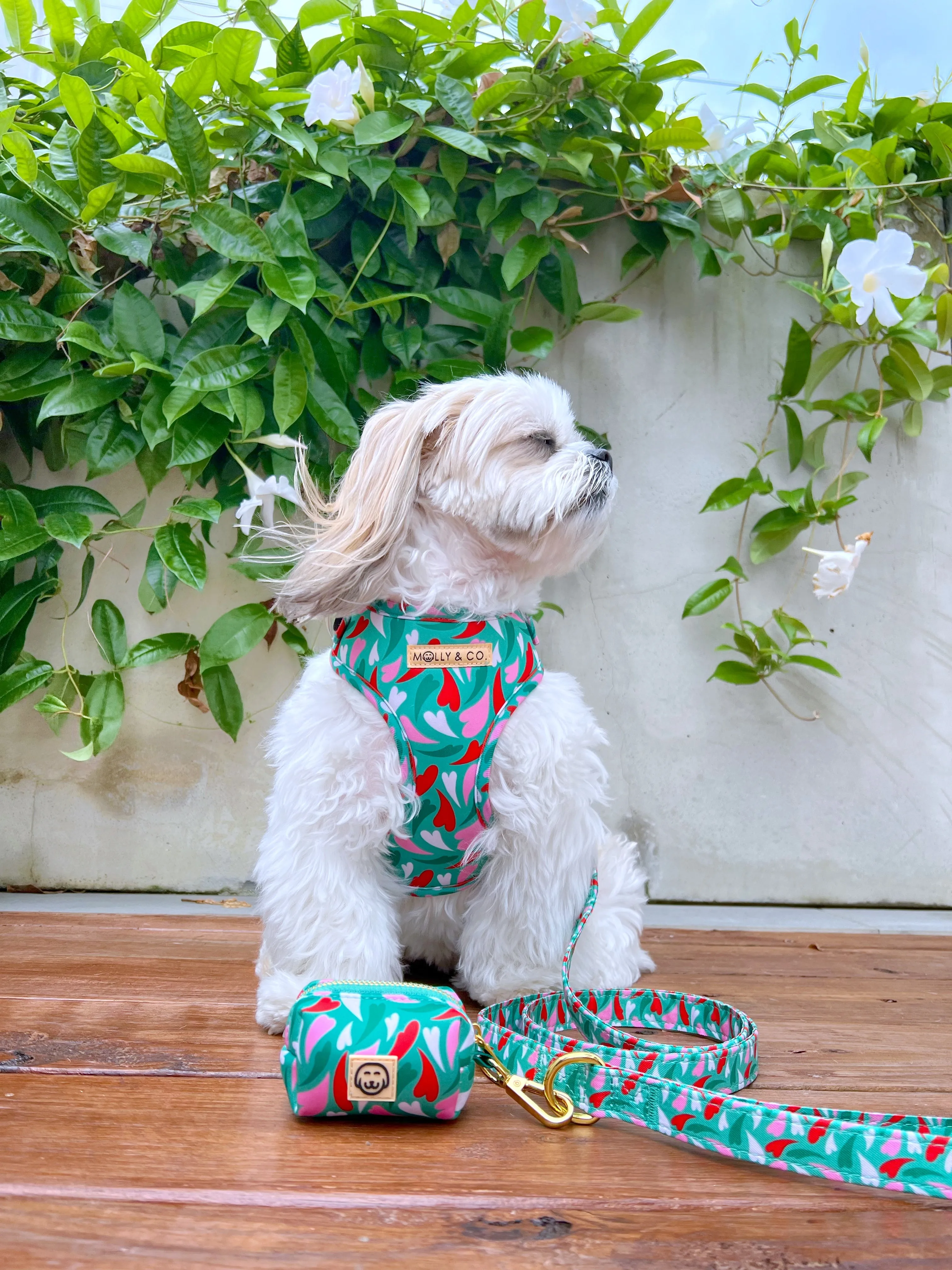 Amore - Adjustable Dog Harness