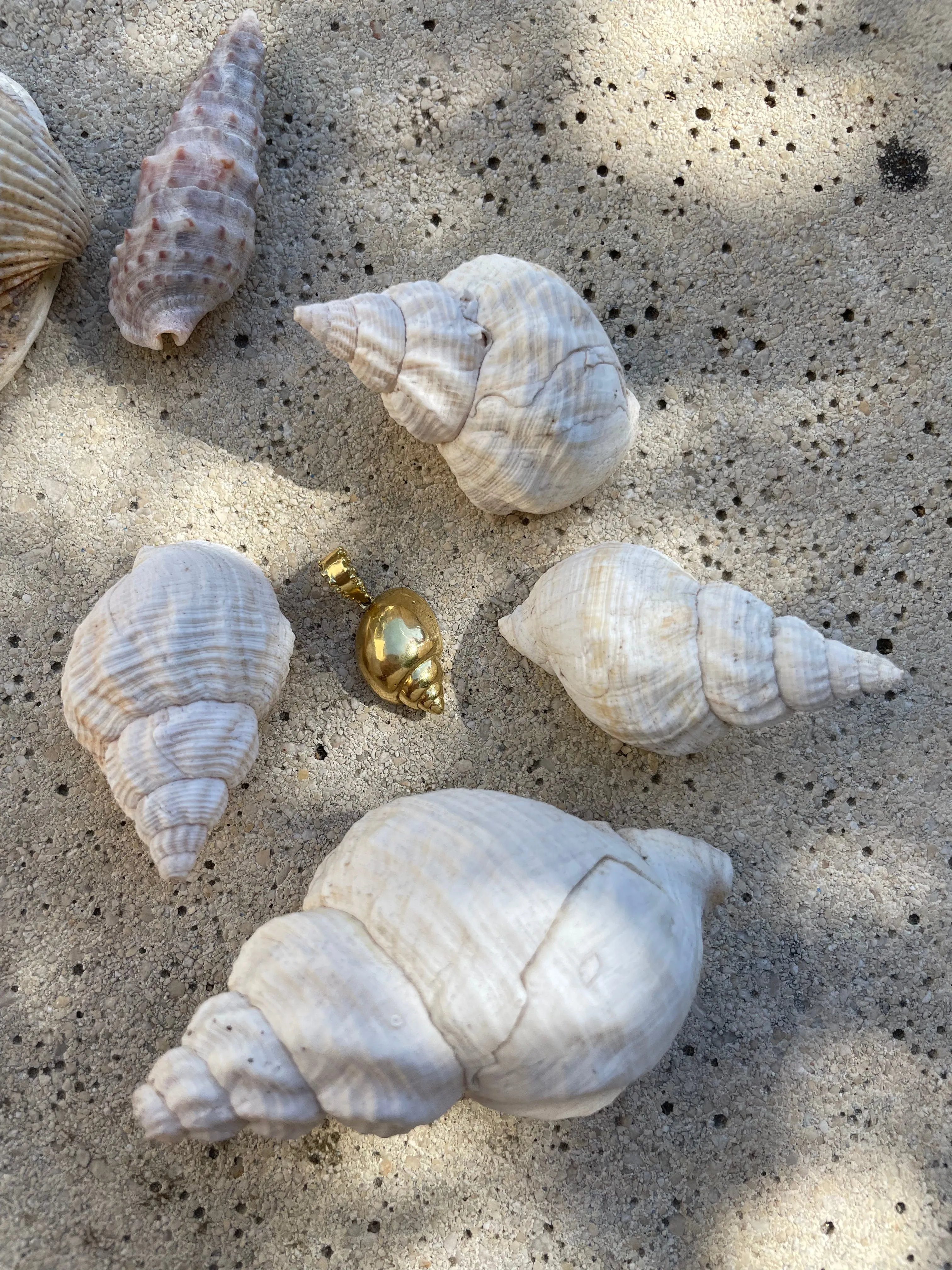 BOHEME SHELL CHARM in Stock