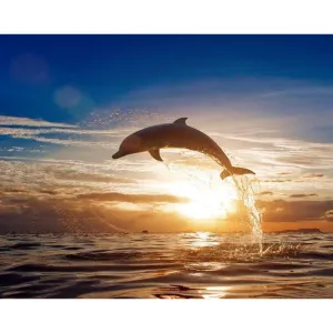 Dolphin - Canvastly DIY Paint By Numbers