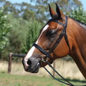 Grainge Elite Show Snaffle (GRES512)